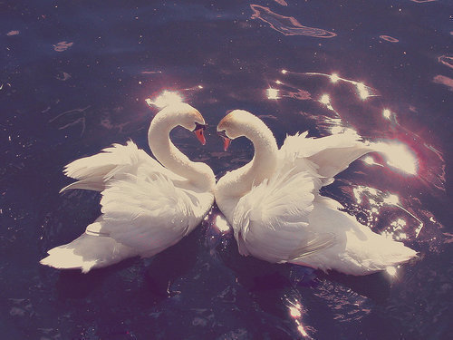 Love Swans